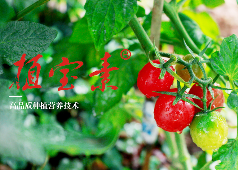 花生葉面肥使用方法