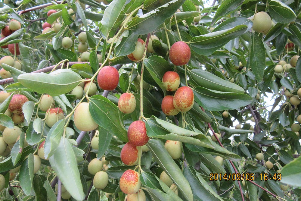 佛山市植寶生態(tài)科技有限公司